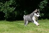 SIBERIAN HUSKY 987